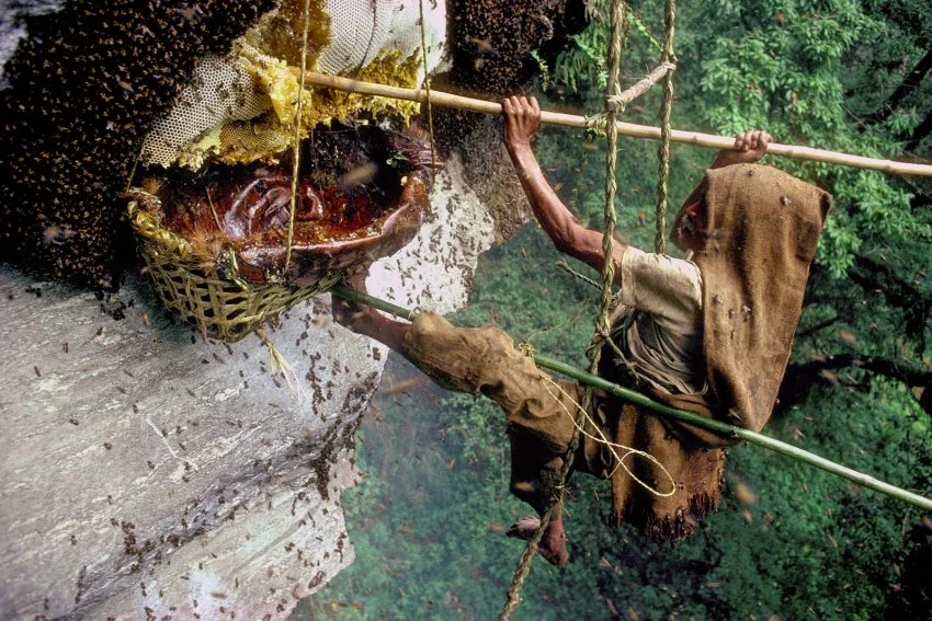 honey hunting