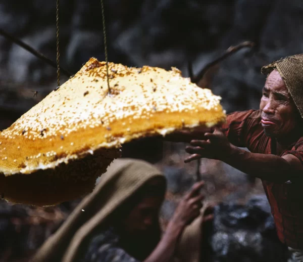 Mad Honey Harvesting