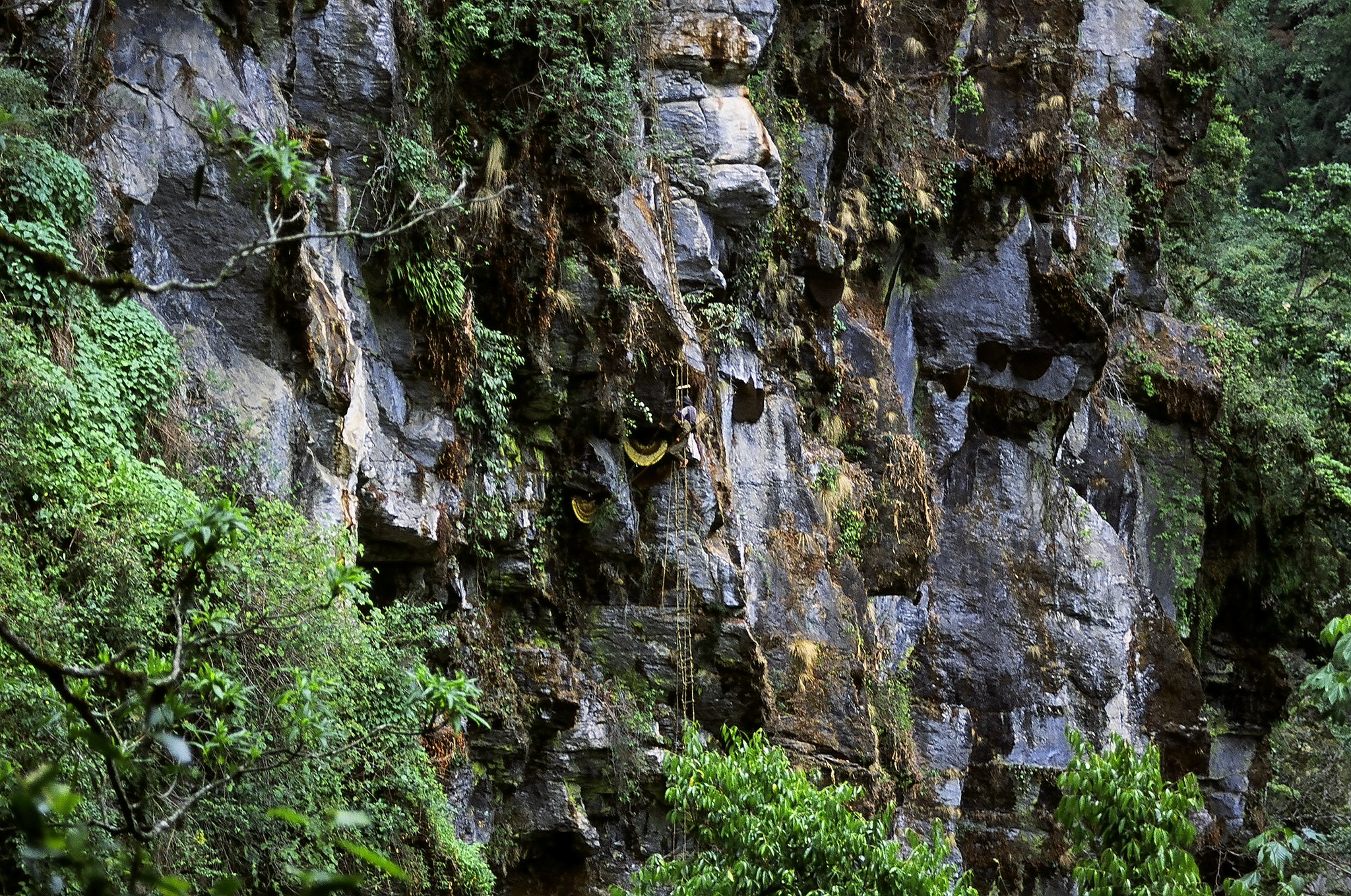 honey hunting zone of himalayan cliff