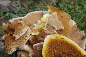 Honey Comb of Himalayan Mad Honey