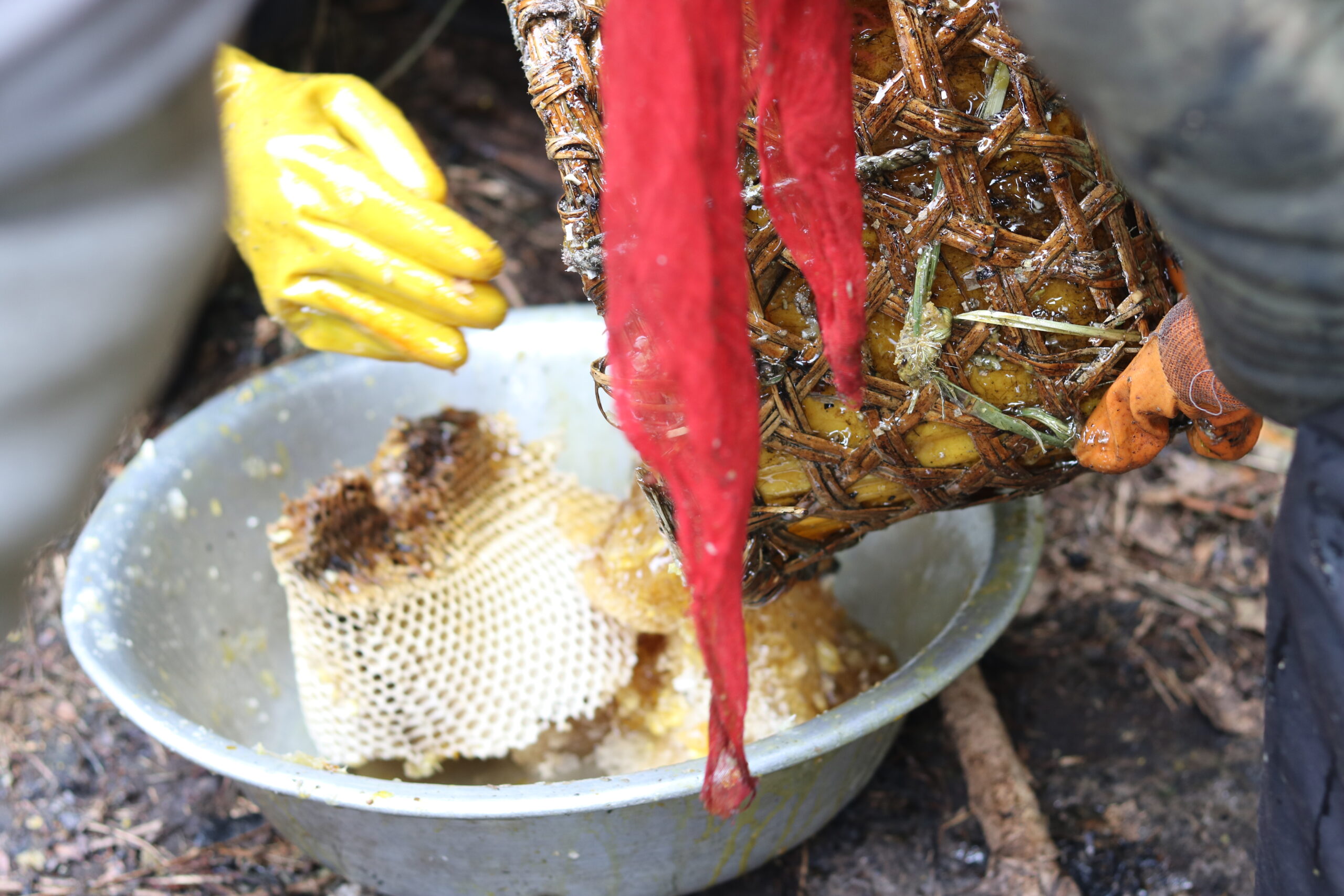 filtering mad honey after harvesting from the cliff